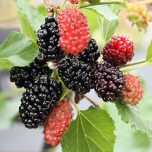 'Mojo Berry' - Schwarze Maulbeere