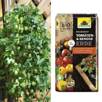 Mini-Nasch-Gurke 'Mexicana' + NeudoHum® Tomaten- und Gemüseerde (Sparangebot)