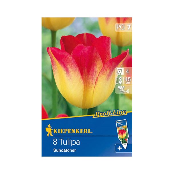 Tulpe `Suncatcher` - Blumenzwiebel