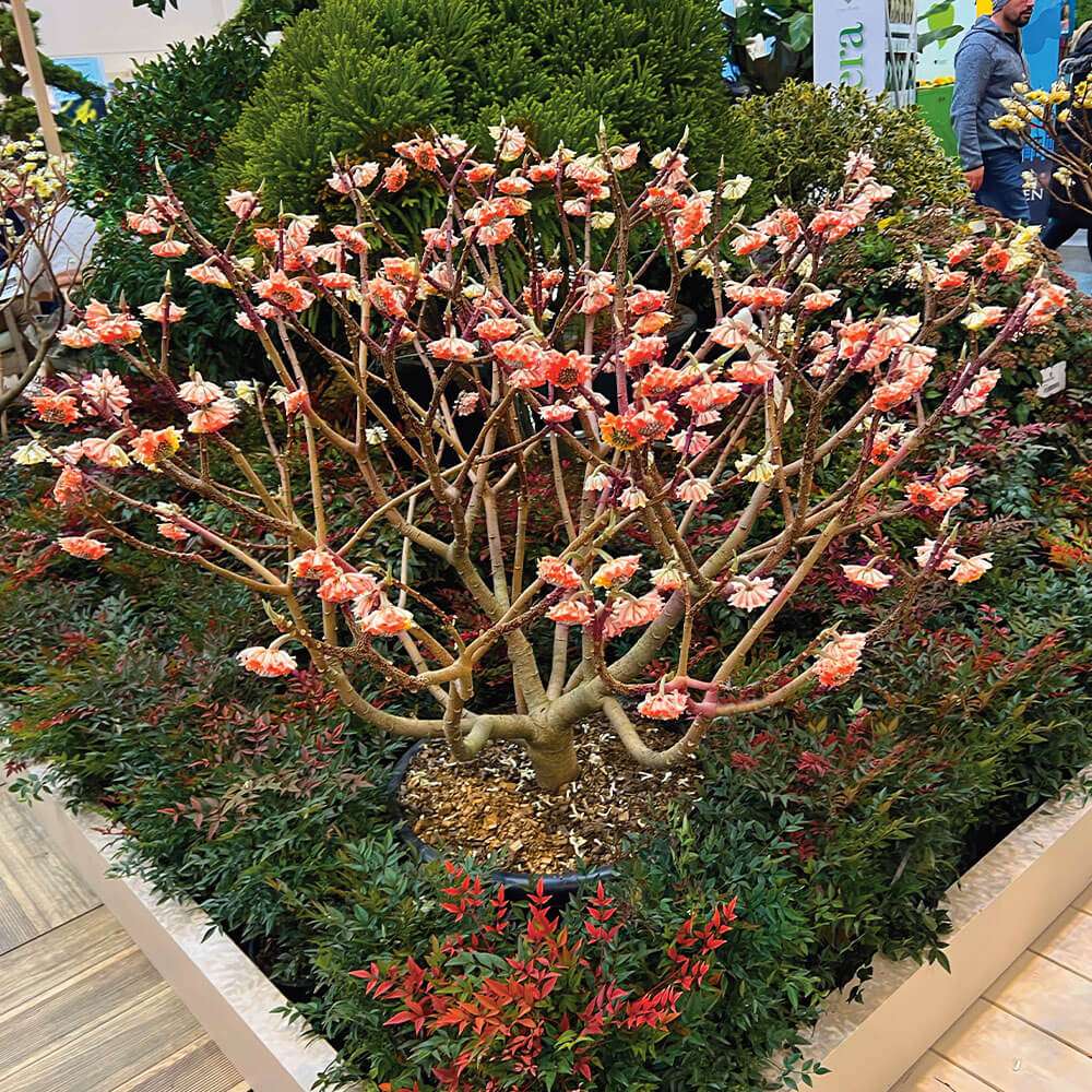 Japanischer Papierstrauch in Rot kaufen | Ahrens+Sieberz - Pflanzenversand  & Gartenbedarf