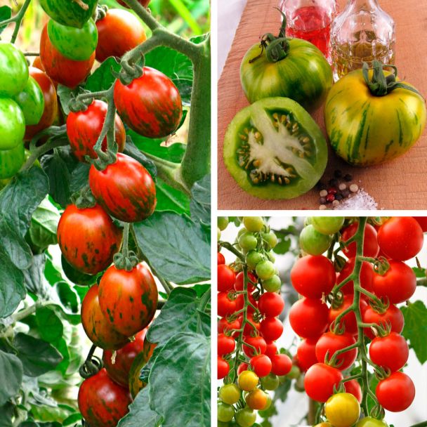 Set-Preis - 3 Sorten Tomaten: 1 x 'Wild Horse', 1 x 'CherryLady' und 1 x 'My Love'