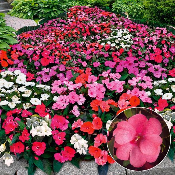 Sonnen-Impatiens 'Sunny Love' Purple