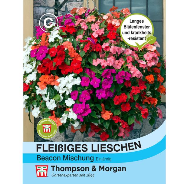 Fleißiges Lieschen Beacon Mischung