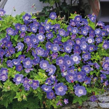 Winterharte Freiland- Geranie 'Rozanne®'