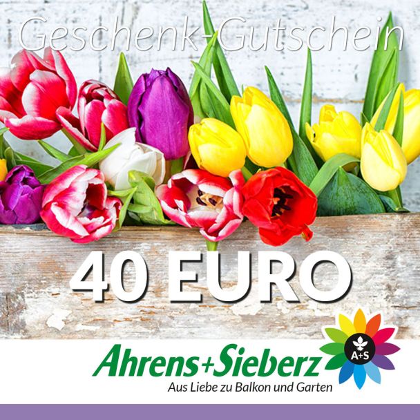 Geschenk-Gutschein, Wert 40 Euro Tulpen