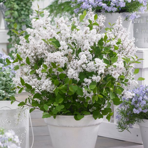 FarbDuo: Zwergflieder Syringa Bloomerang. 1 x 'Dark Purple®' + 1 x 'White'