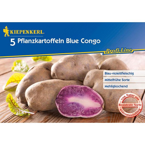 Pflanzkartoffeln Blaue Congo, Mittelfrüh, 5 Knollen