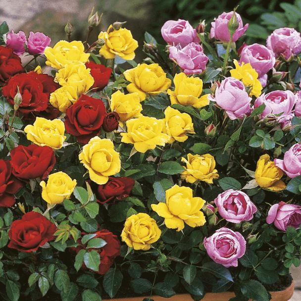 Zwerg-Rosen, goldgelb