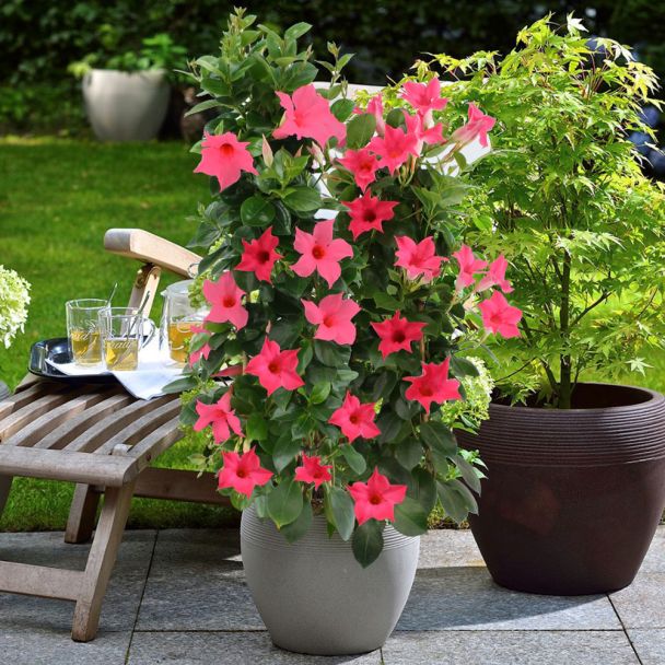 Sundaville® Pyramide, Pink
