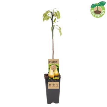 Conference Birne (50cm)