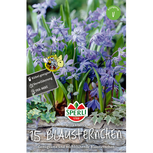 Blausternchen, azurblau