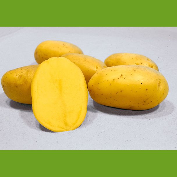 Pflanzkartoffeln Princess, Früh, 2,5 kg (1 kg / € 3,30)