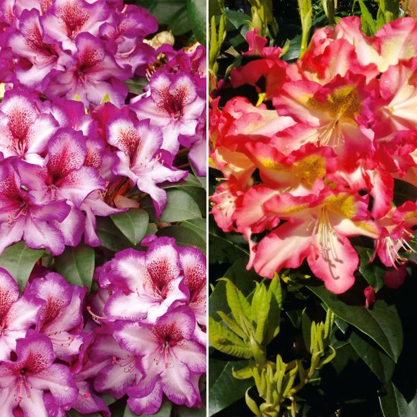 Set-Preis: 1 Rhododendron 'Raphaela' + 1 Rhododendron 'Hans Hachmann®'