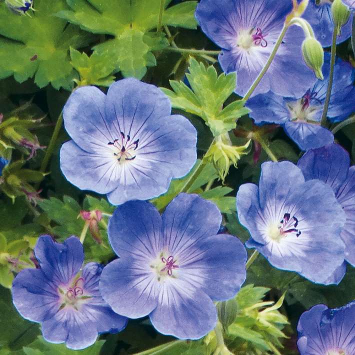 Winterharte Freiland Geranie 'Rozanne®' Stauden niedrig