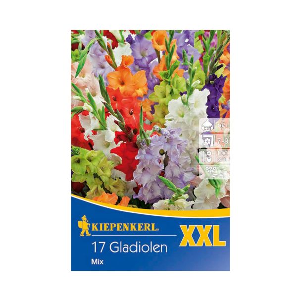 Gladiolen XXL Mix