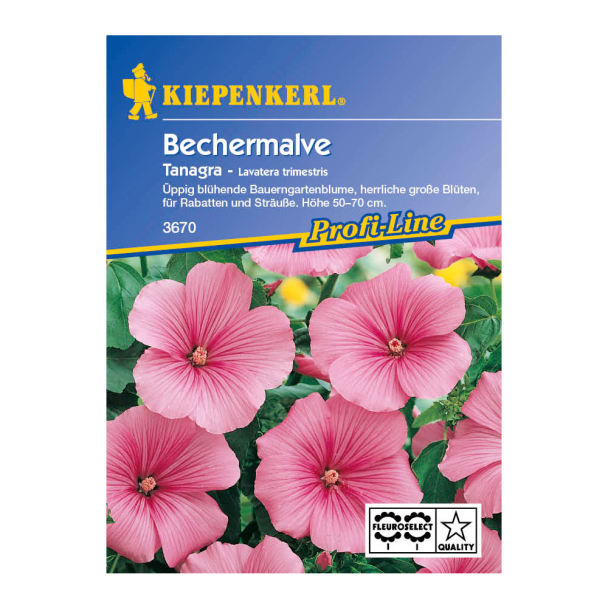 Bechermalve 'Tanagra'