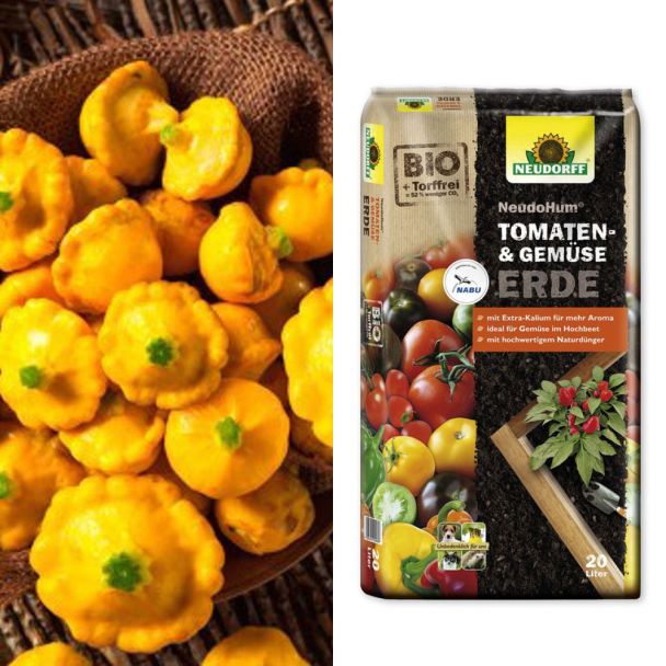 Ufo-Zucchini 'Zuccero' F1 + Erde (Sparangebot)