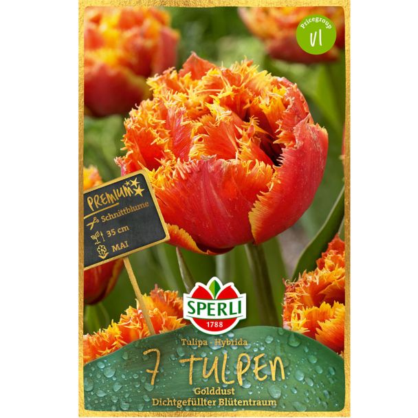 Sperli Premium Tulipa Gold Dust