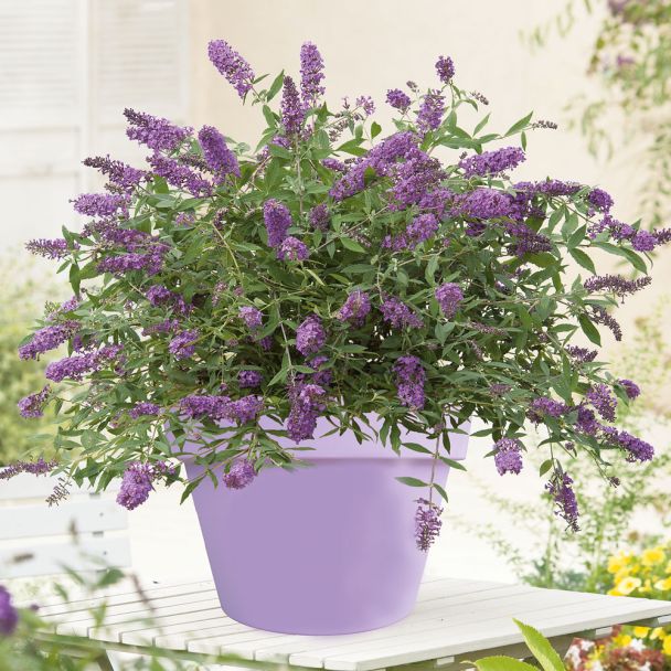 Zwergflieder 'Purple Lion'