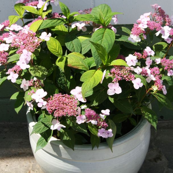 Tee-Hortensie 'Oamacha'