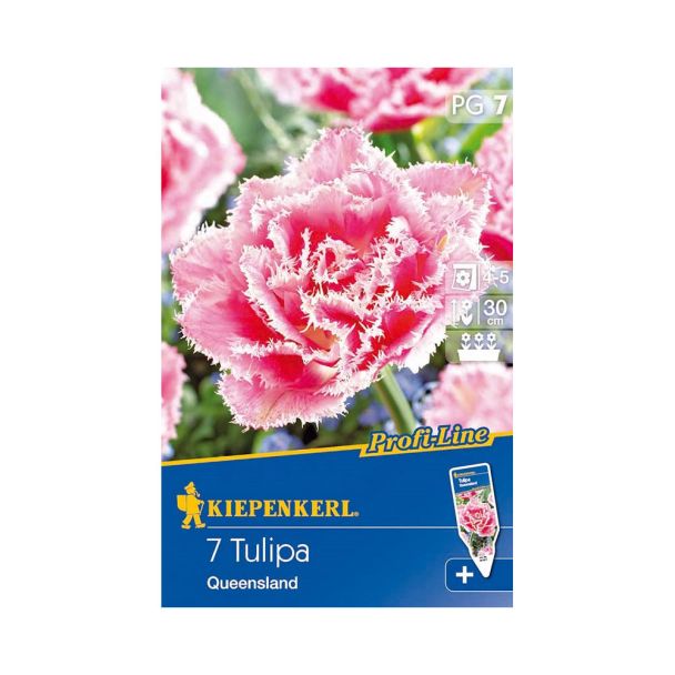 Gefüllte Tulpe `Queensland` - Blumenzwiebel