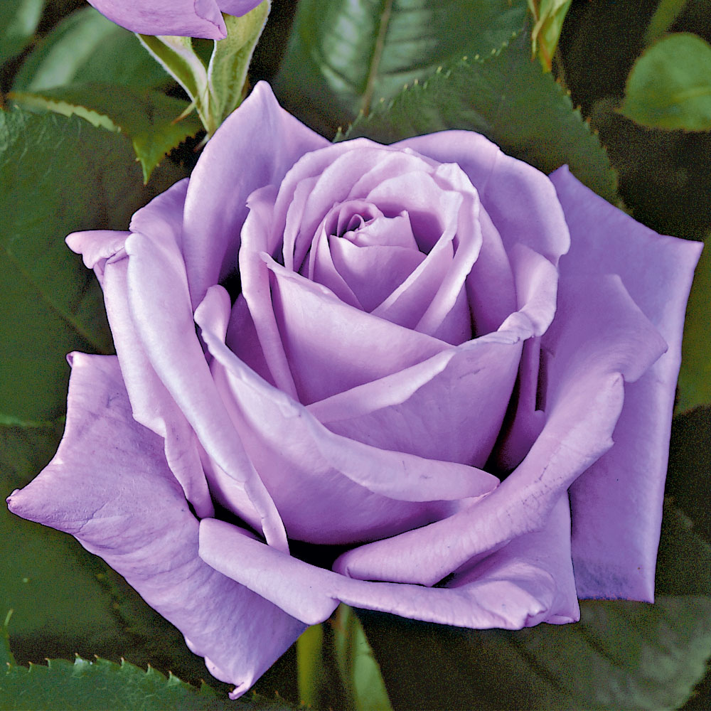 Nostalgie & Edelrosen Rosen Ahrens+Sieberz Pflanzenversand & Gartenbedarf