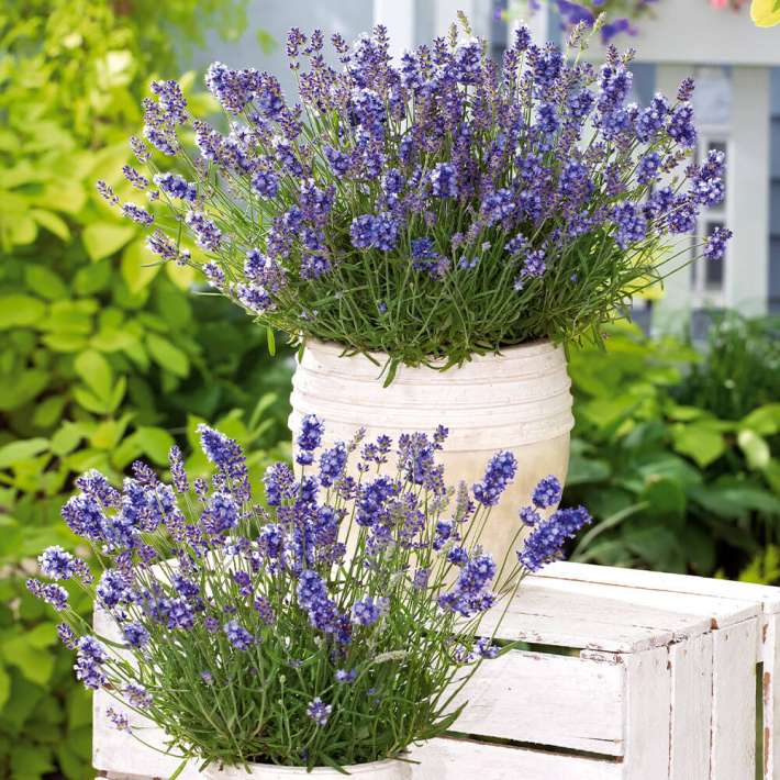BIO Duft-Lavendel kaufen | Ahrens+Sieberz - Pflanzenversand & Gartenbedarf