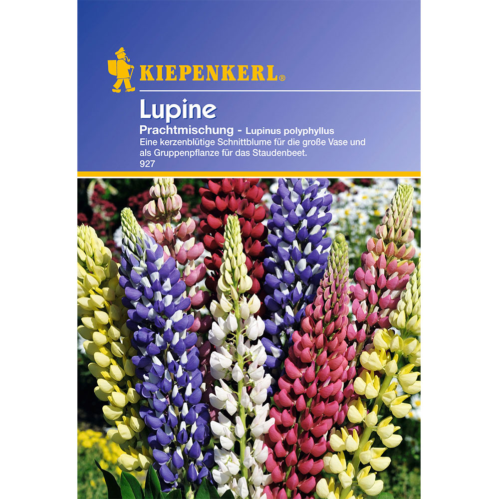 'Lupinen' Prachtmischung Mehrjährige Blumen Blumensamen Balkon