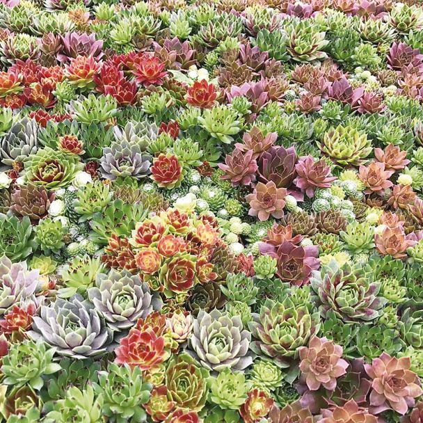 Sedum + Sempervivum Sortiment