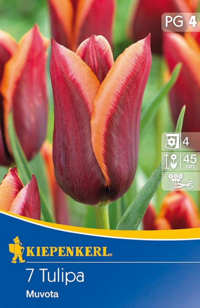 Tulpe `Muvota` - Blumenzwiebel