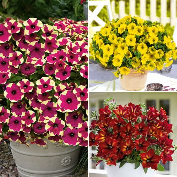 Petunien Fingerpaint, Hello Yellow und Crazytunia® Mandeville im Sparset