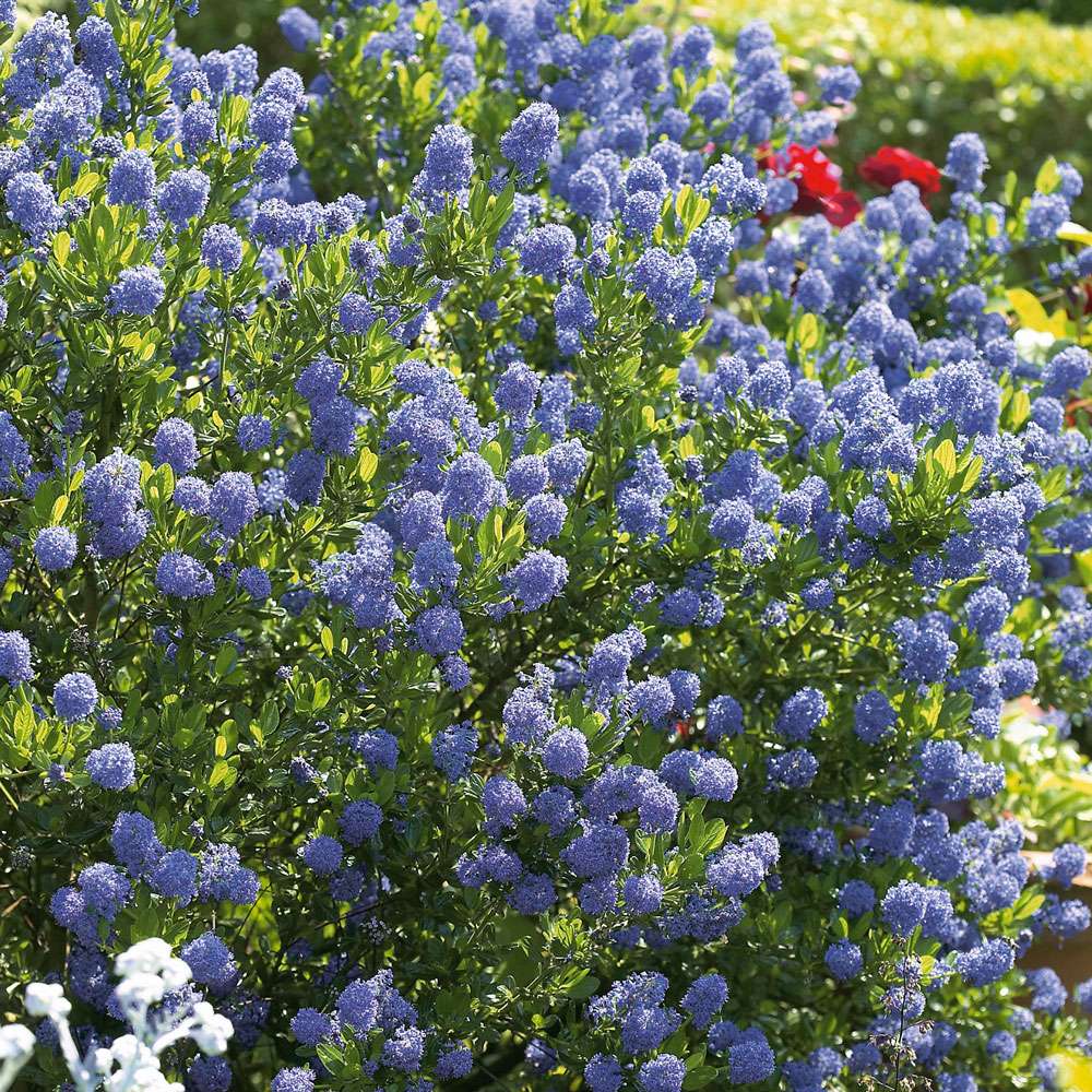 Kalifornischer Flieder Blue Mound kaufen Ahrens+Sieberz