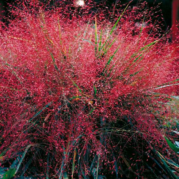 Liebesgras (Eragrostis spectabilis) kaufen Ahrens+Sieberz