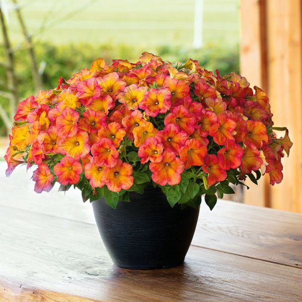 Crazytunia® TerraCotta