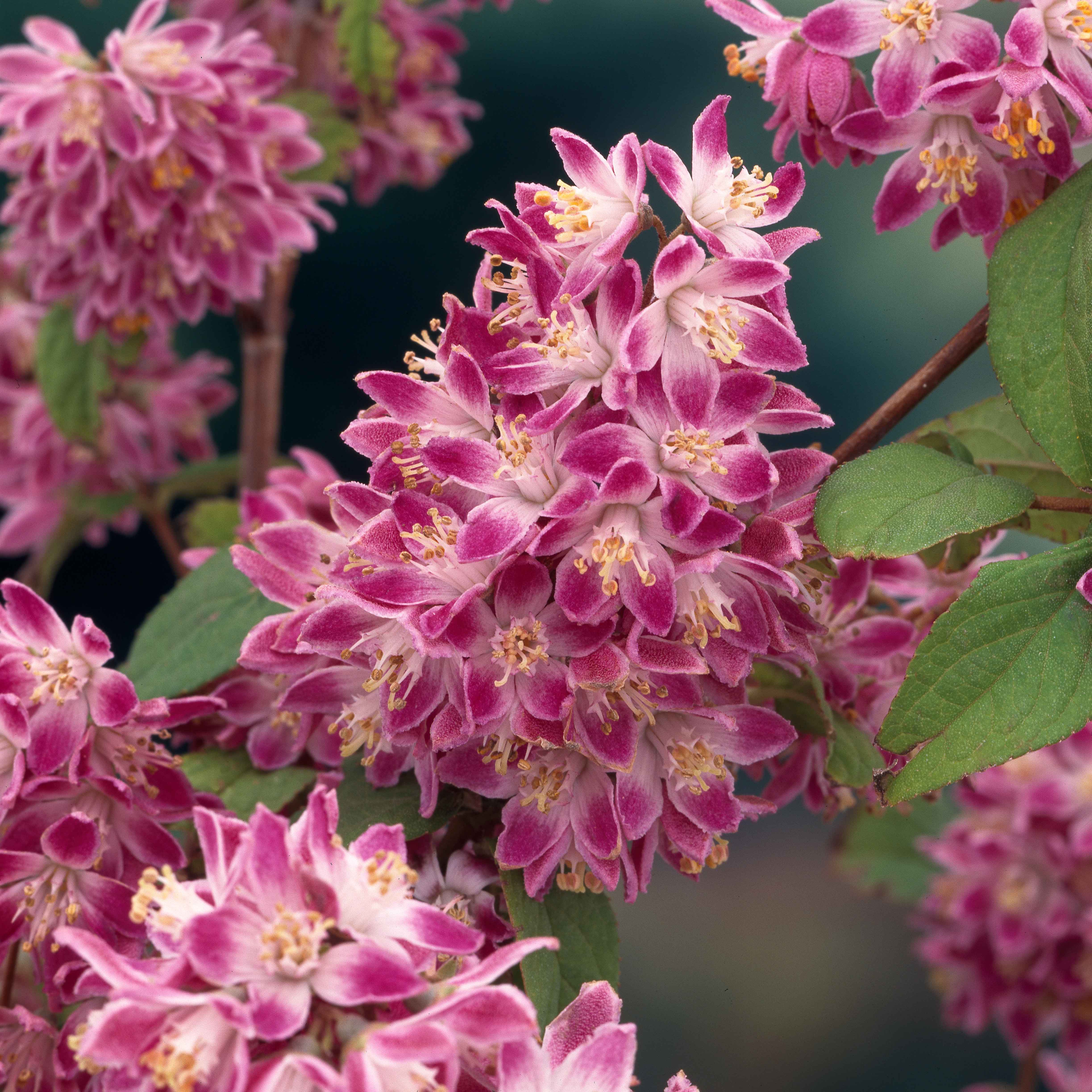 Deutzia hybrida 'Strawberry Field' SolitärPflanzen Sträucher