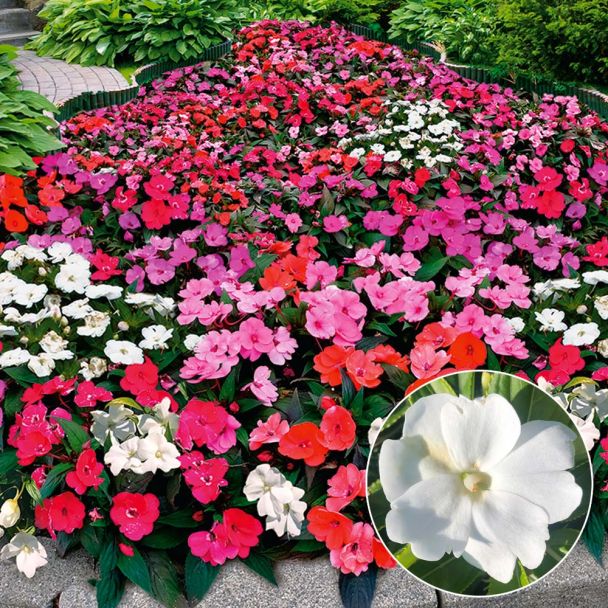 Sonnen-Impatiens 'Sunny Love' White