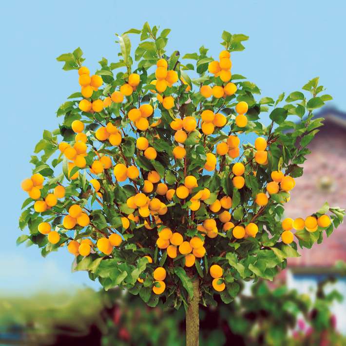 EdelMiniAprikosenbaum Obstgehölz Aprikosen & Mirabellen Obst