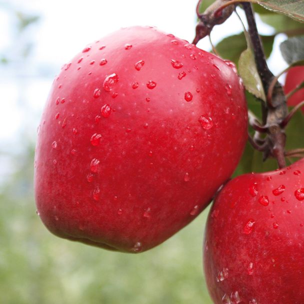 'Redlove®' Odysso® - Winterapfel