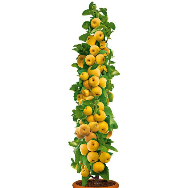 Säulenobstbaum Champagner-Birnen-Apfel 'ProSecco'®, einjährig