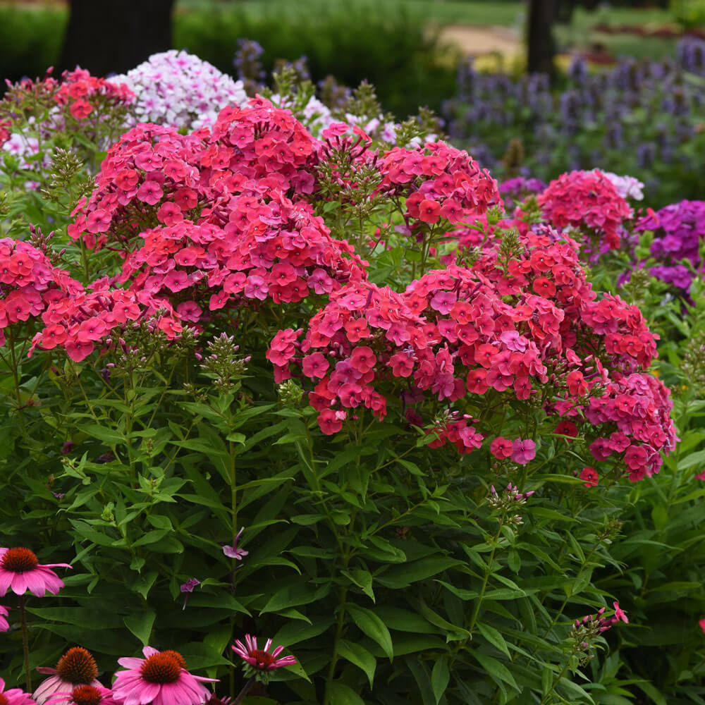 Phlox KaPow kaufen Ahrens+Sieberz Pflanzenversand & Gartenbedarf