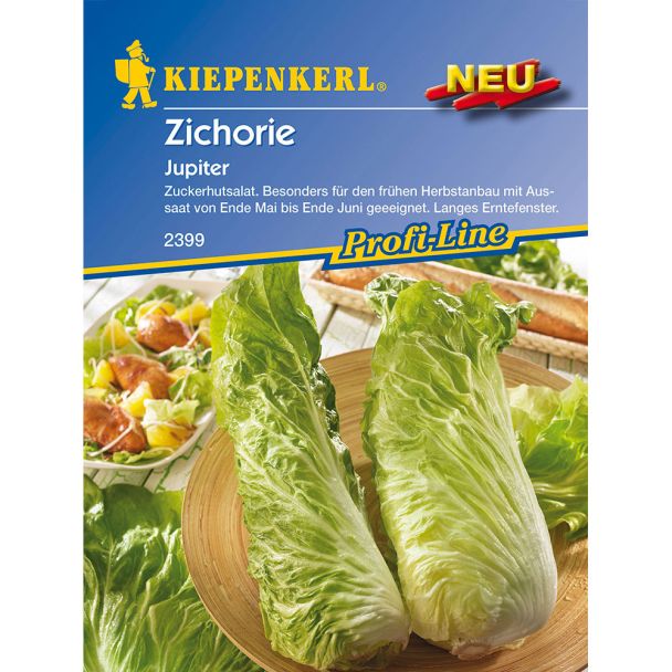 Zichorie 'Jupiter'