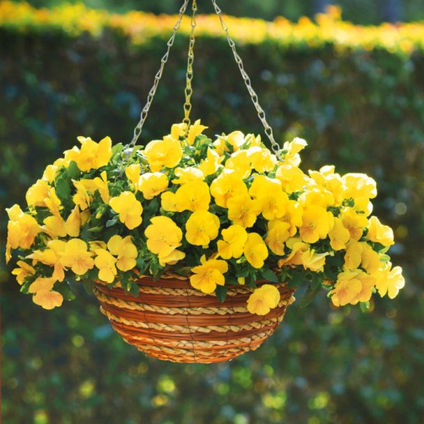 Hornveilchen Cool Wave Goldenyellow