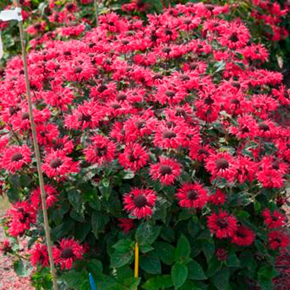 BIO Indianernessel (Monarda fistulosa) kaufen | Ahrens+Sieberz -  Pflanzenversand & Gartenbedarf
