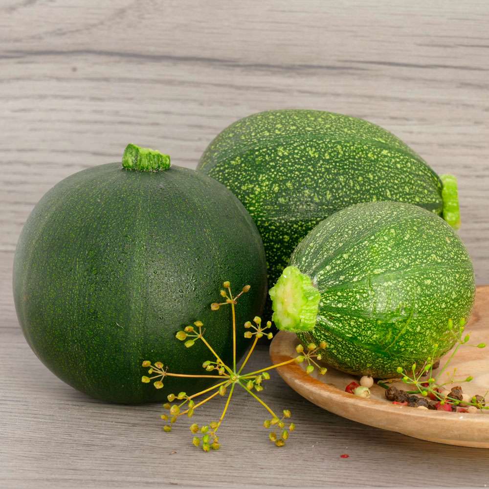 Little Ballini' F1 - kleine Kugel-Zucchini | Zucchini | Gemsepflanzen |  Gemse | Ahrens+Sieberz - Pflanzenversand & Gartenbedarf