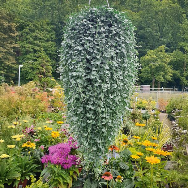 Silver Falls (Dichondra)