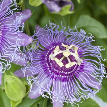 Passionsblume 'Eia Popeia'