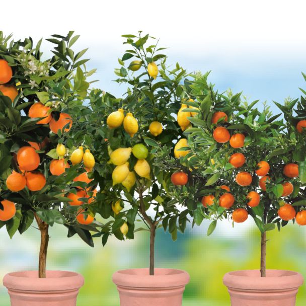 3 x Zitrusbäume - Orange, Zitrone, Mandarine