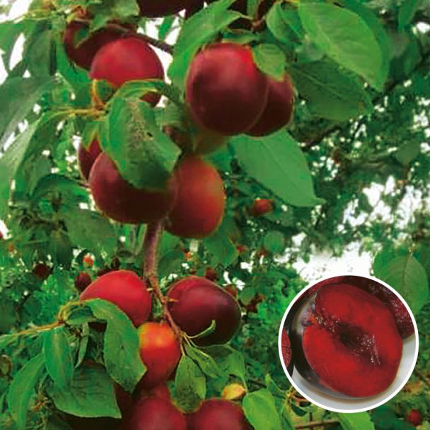 Aprikosen-Pflaume 'Aprisali®'