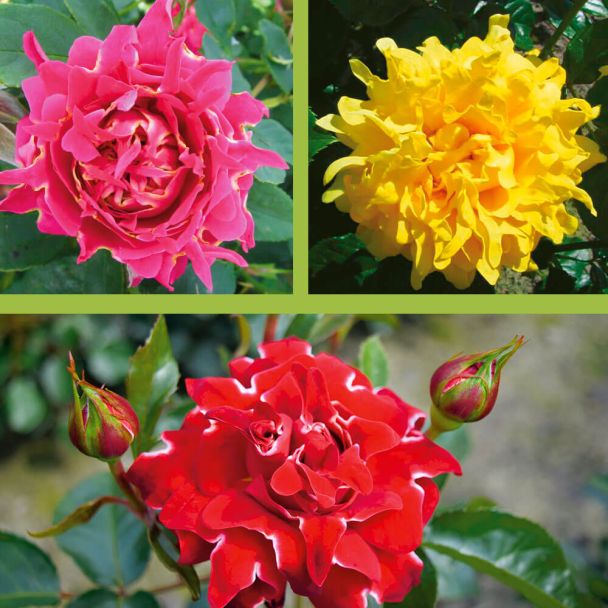 3 Ruffles Rosen: Red Lady, Splendid, Joy