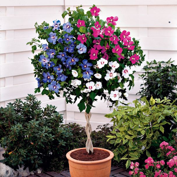 Hibiskus Trio auf einem geflochtenem Stämmchen